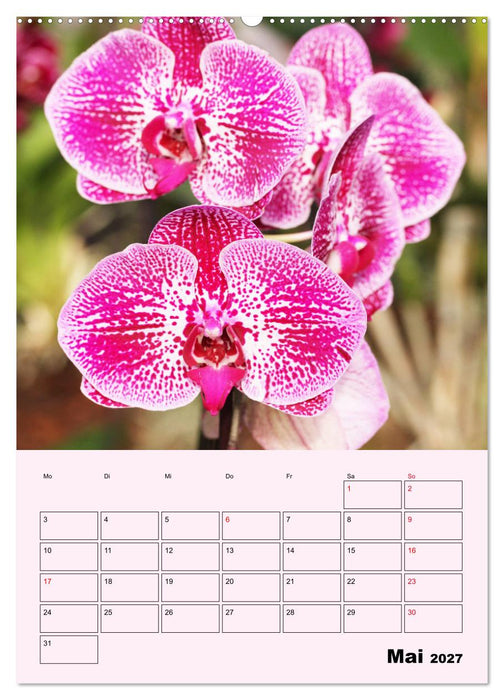 Orchideenliebe (CALVENDO Premium Wandkalender 2027)