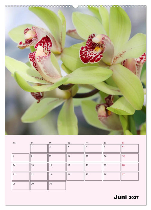 Orchideenliebe (CALVENDO Premium Wandkalender 2027)