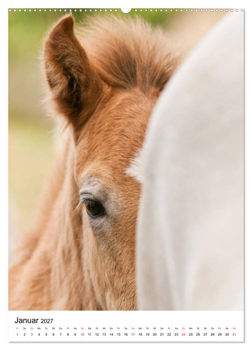 Camargue Pferde - weiße Mähnen (CALVENDO Wandkalender 2027)