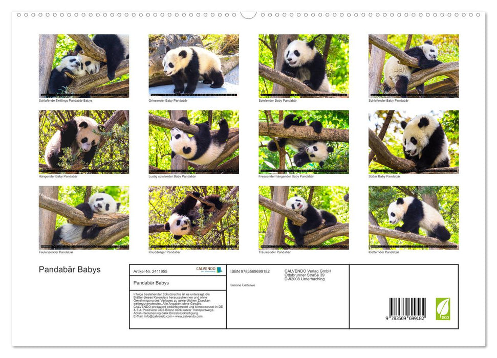 Pandabär Babys (CALVENDO Premium Wandkalender 2027)