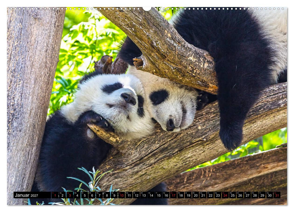 Pandabär Babys (CALVENDO Premium Wandkalender 2027)