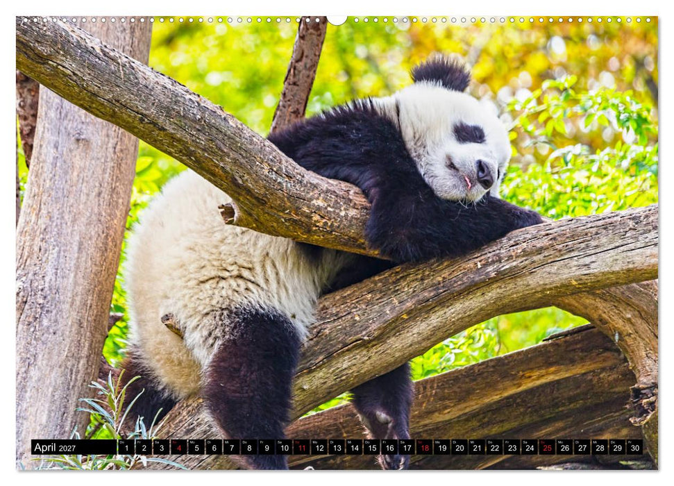 Pandabär Babys (CALVENDO Premium Wandkalender 2027)
