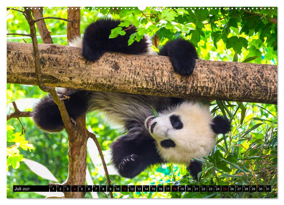Pandabär Babys (CALVENDO Premium Wandkalender 2027)