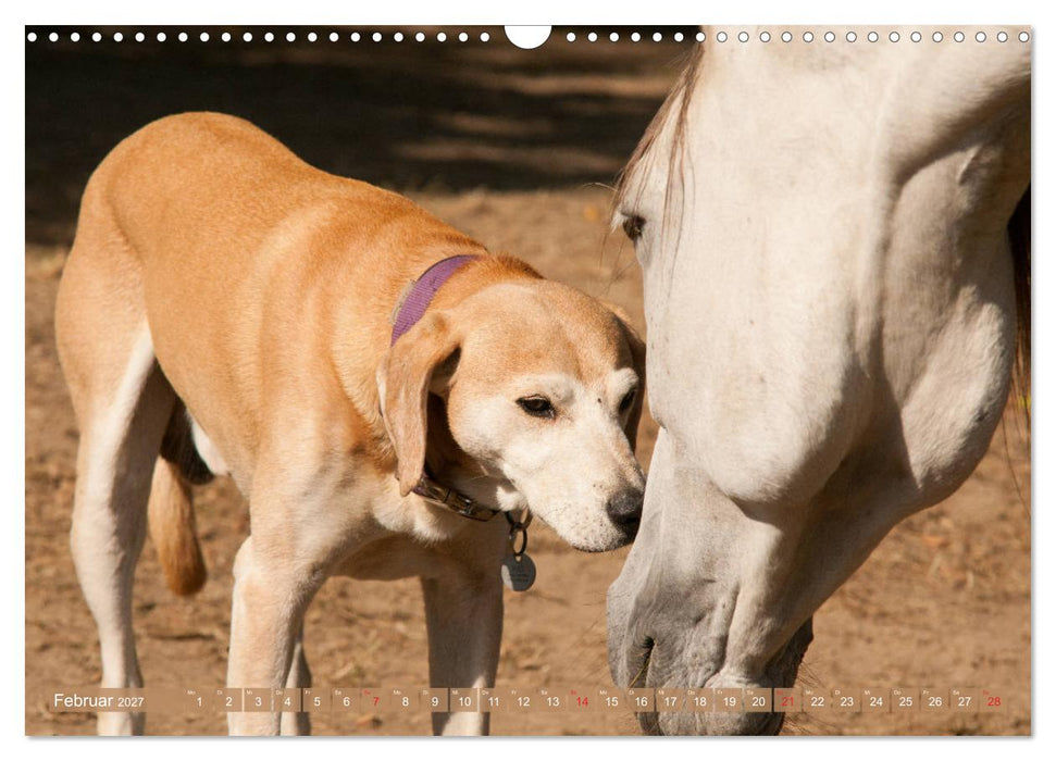 Pferd und Hund - Vierbeinige Freunde (CALVENDO Wandkalender 2027)