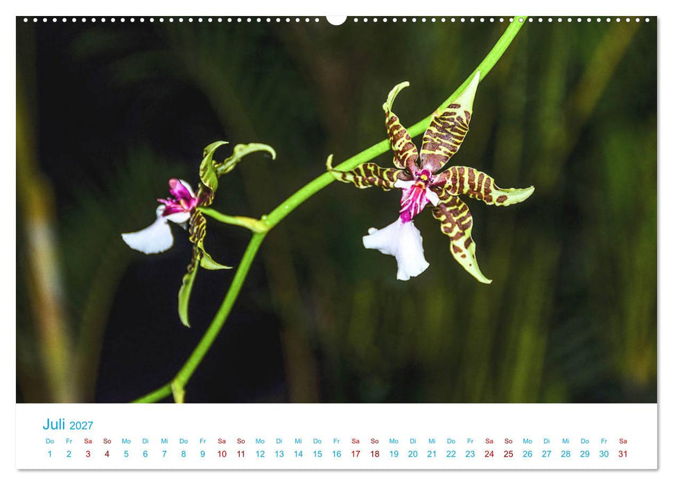 Die Königin der Blumenwelt, die Orchidee (CALVENDO Premium Wandkalender 2027)