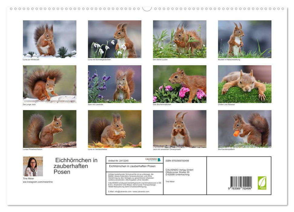 Eichhörnchen in zauberhaften Posen (CALVENDO Premium Wandkalender 2027)