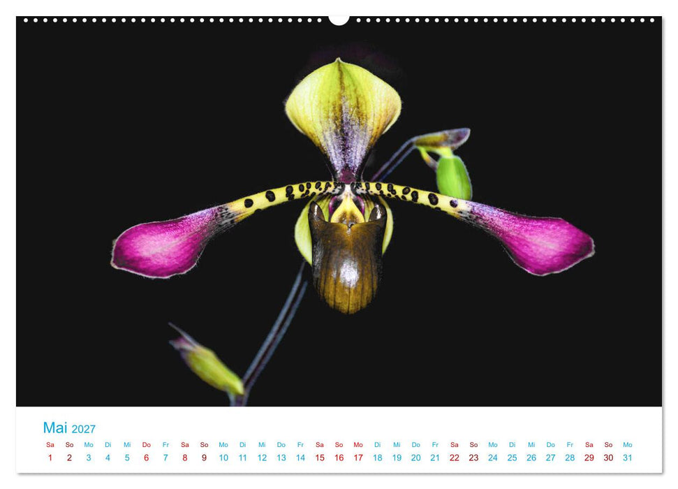 Die Königin der Blumenwelt, die Orchidee (CALVENDO Wandkalender 2027)