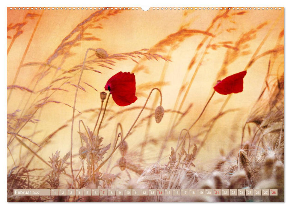 Mohnblumen - Fotografie mit Magie (CALVENDO Premium Wandkalender 2027)