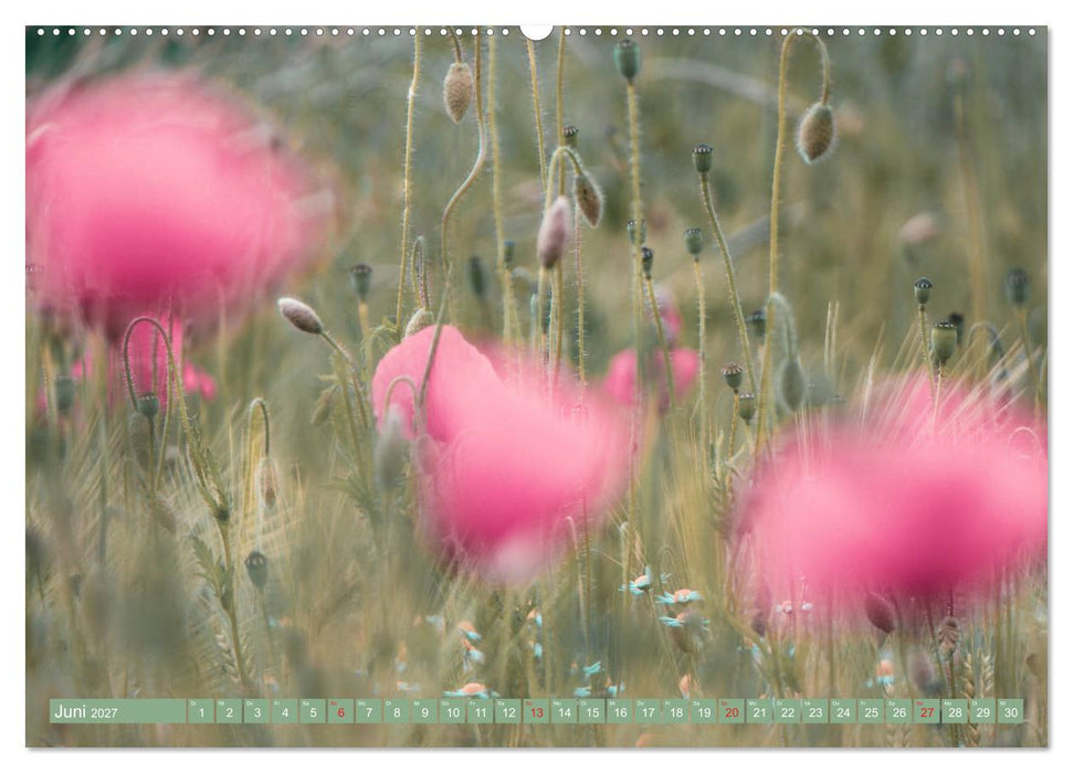Mohnblumen - Fotografie mit Magie (CALVENDO Premium Wandkalender 2027)