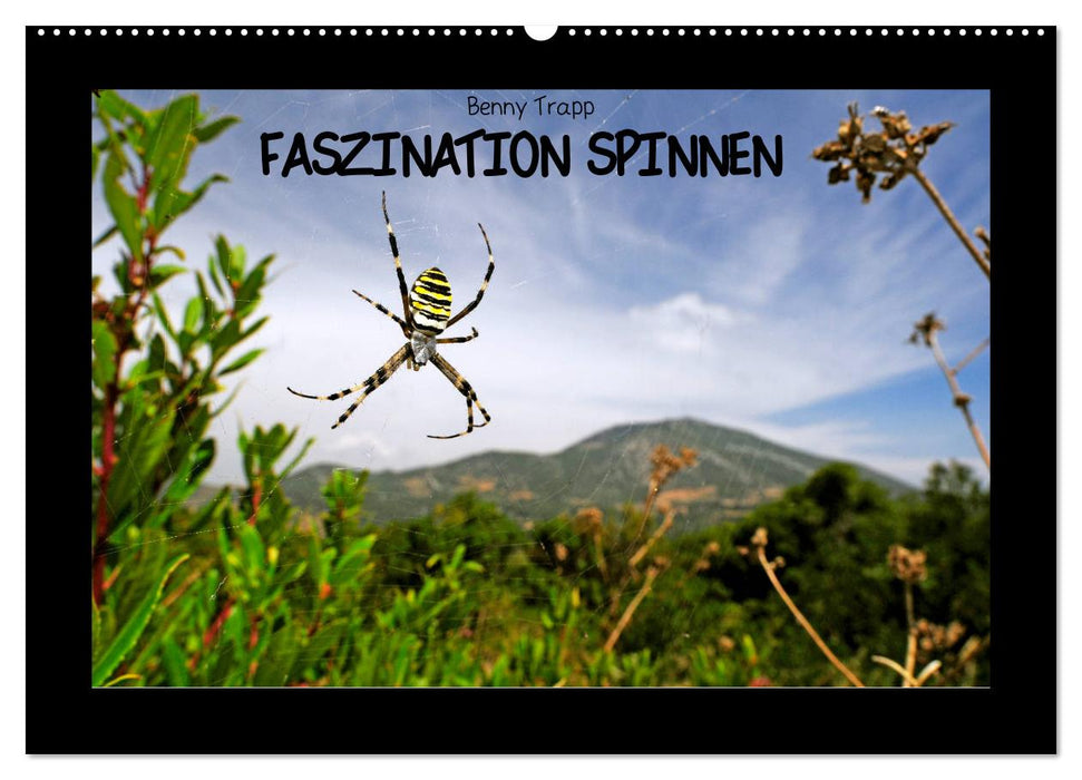 Faszination Spinnen (CALVENDO Wandkalender 2027)