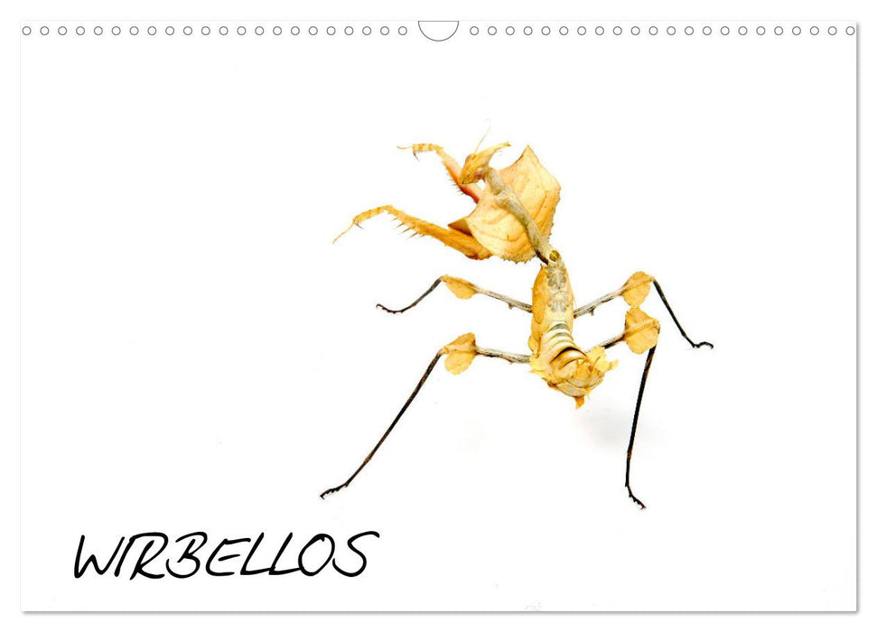 WIRBELLOS (CALVENDO Wandkalender 2027)