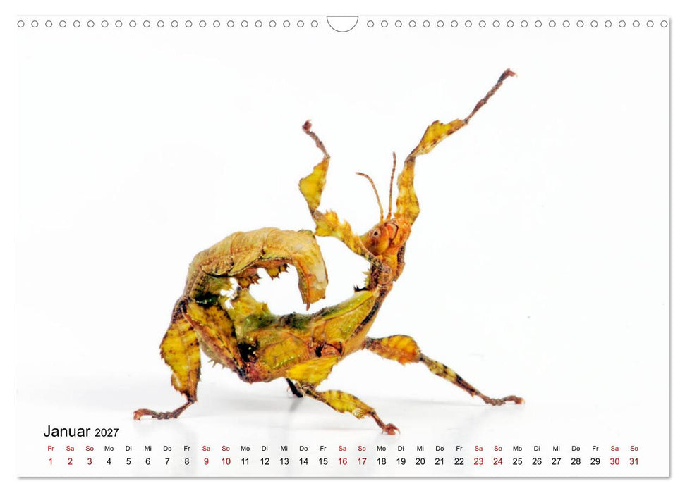 WIRBELLOS (CALVENDO Wandkalender 2027)