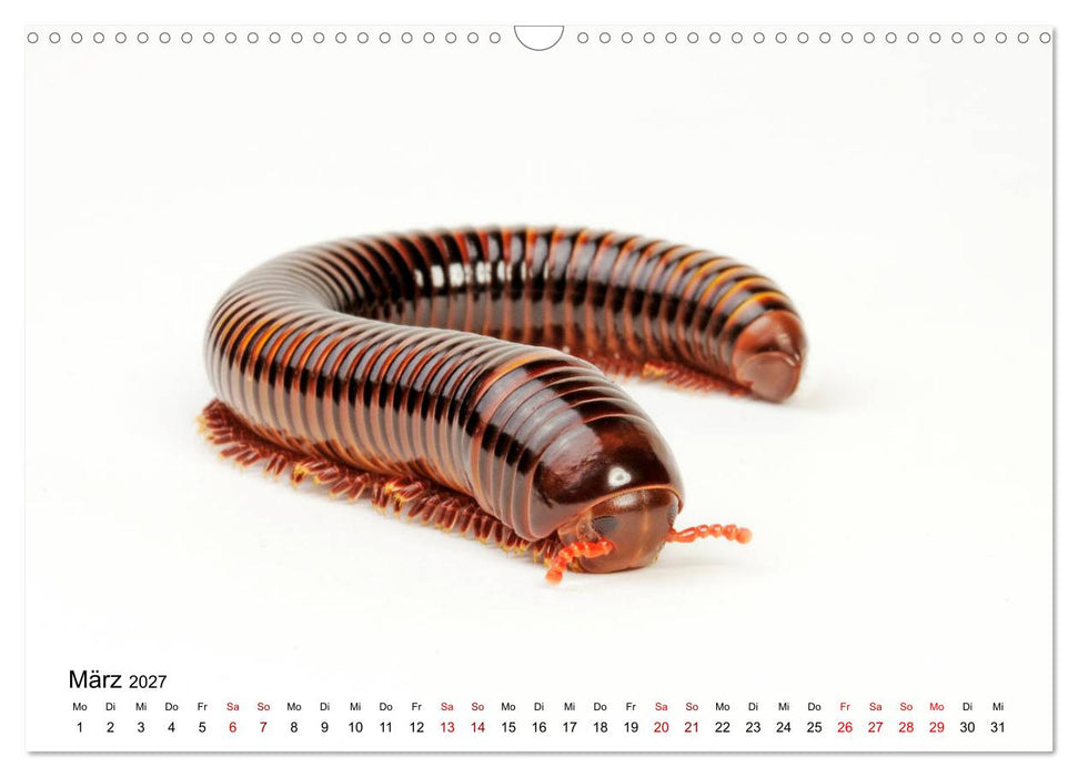 WIRBELLOS (CALVENDO Wandkalender 2027)