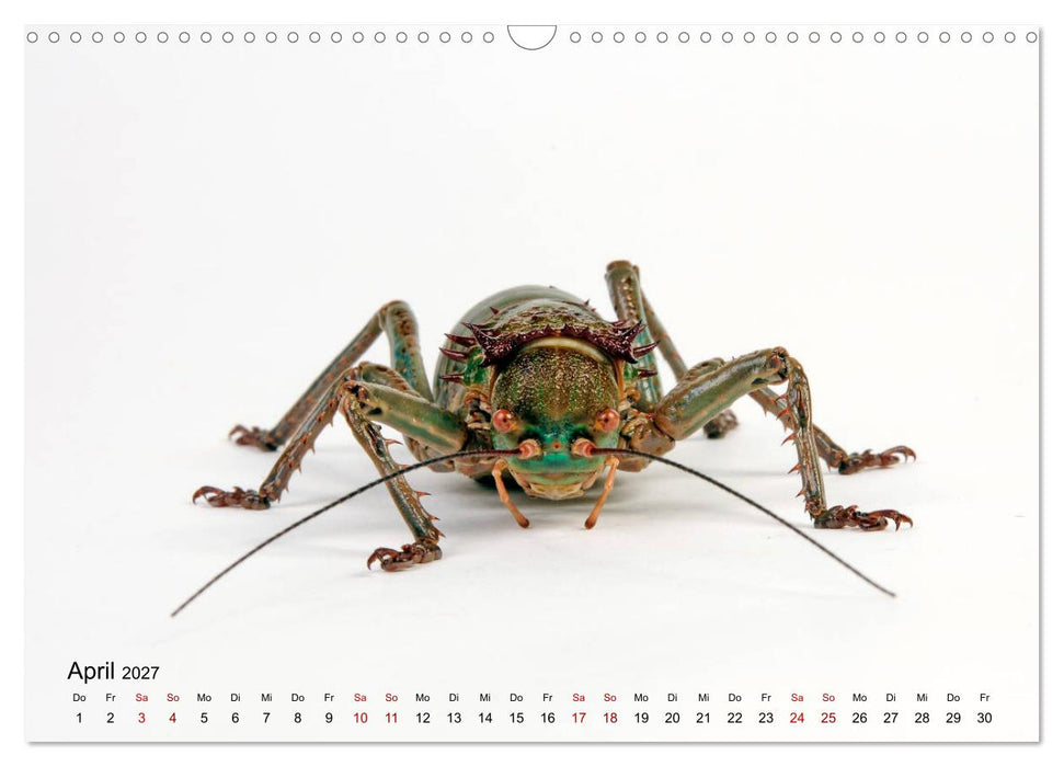 WIRBELLOS (CALVENDO Wandkalender 2027)