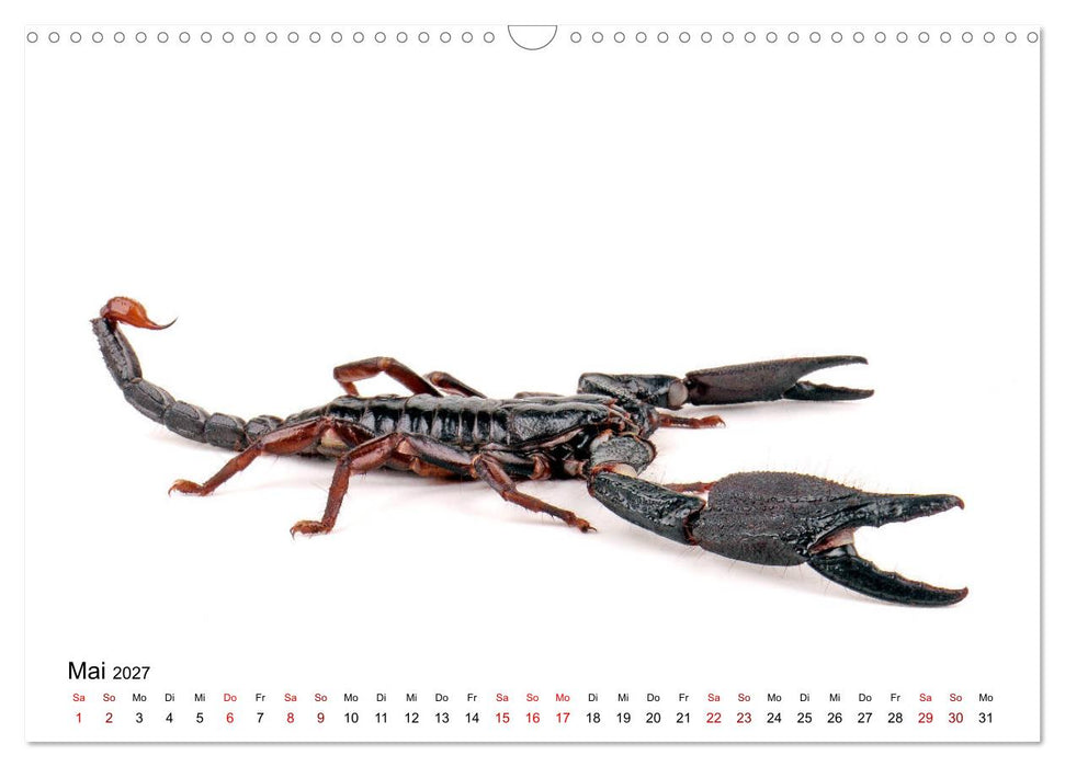 WIRBELLOS (CALVENDO Wandkalender 2027)