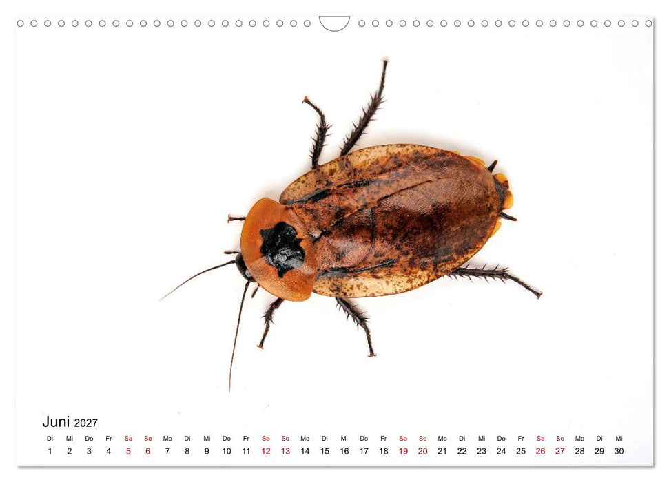 WIRBELLOS (CALVENDO Wandkalender 2027)