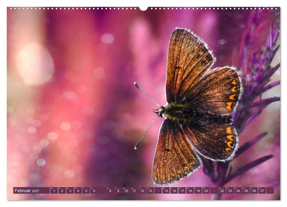 Schmetterlinge im Fokus (CALVENDO Wandkalender 2027)