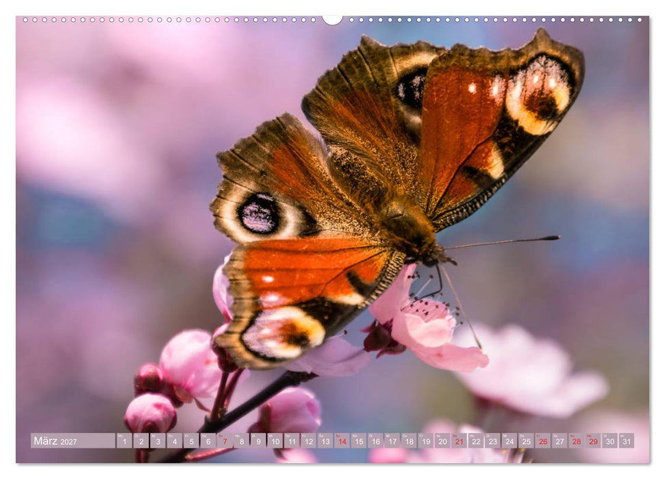 Schmetterlinge im Fokus (CALVENDO Wandkalender 2027)