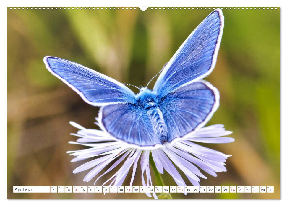 Schmetterlinge im Fokus (CALVENDO Wandkalender 2027)