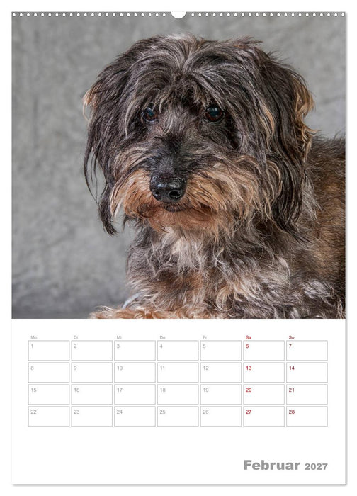 Dackelportraits (CALVENDO Premium Wandkalender 2027)