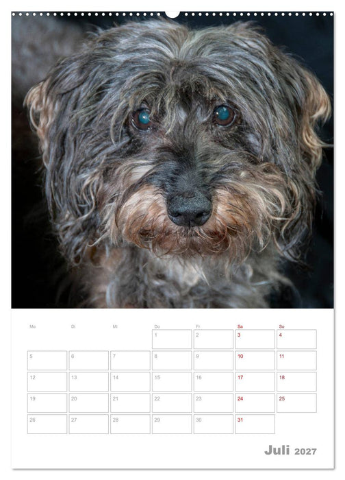 Dackelportraits (CALVENDO Premium Wandkalender 2027)