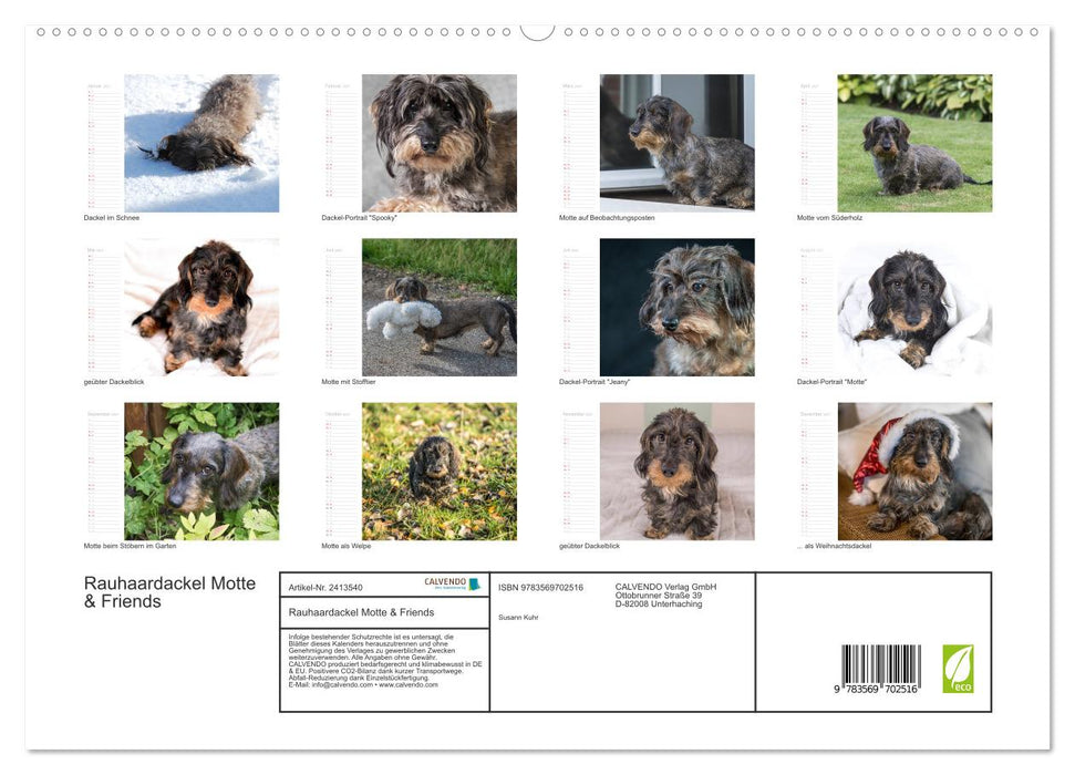 Rauhaardackel Motte & Friends (CALVENDO Premium Wandkalender 2027)
