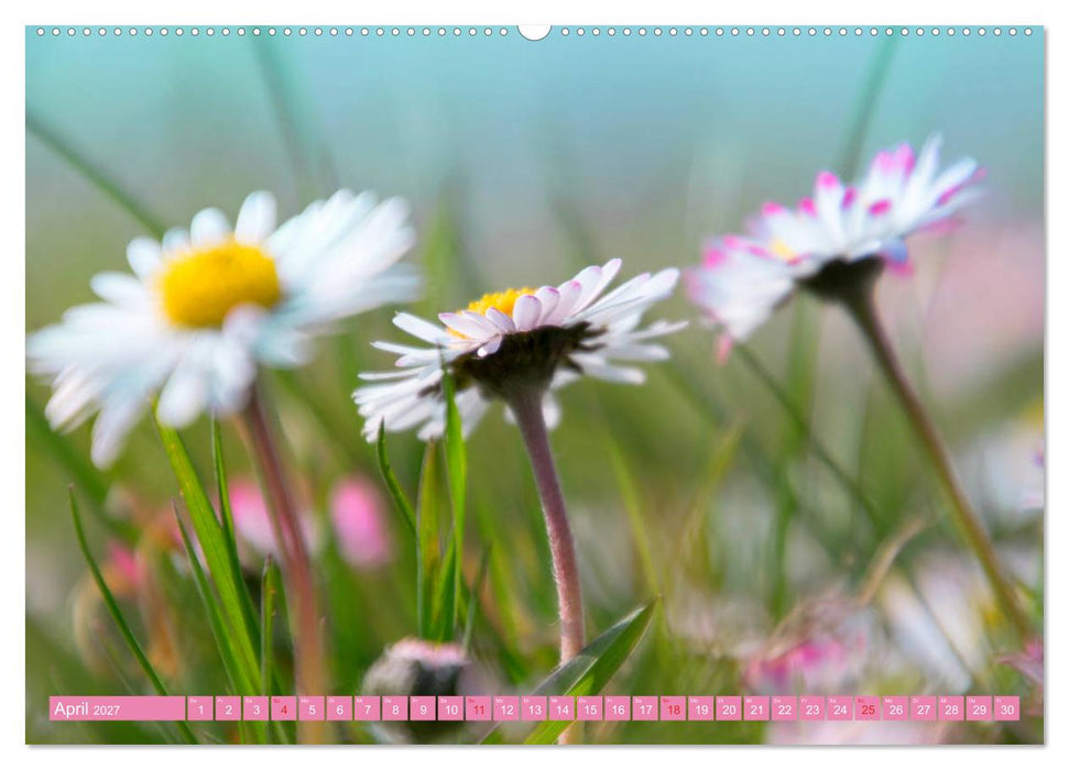 Gänseblümchen Poesie (CALVENDO Wandkalender 2027)