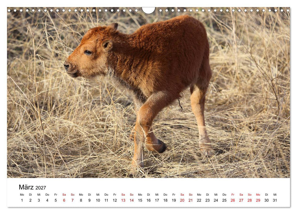 Alaska und West-Kanada (CALVENDO Wandkalender 2027)