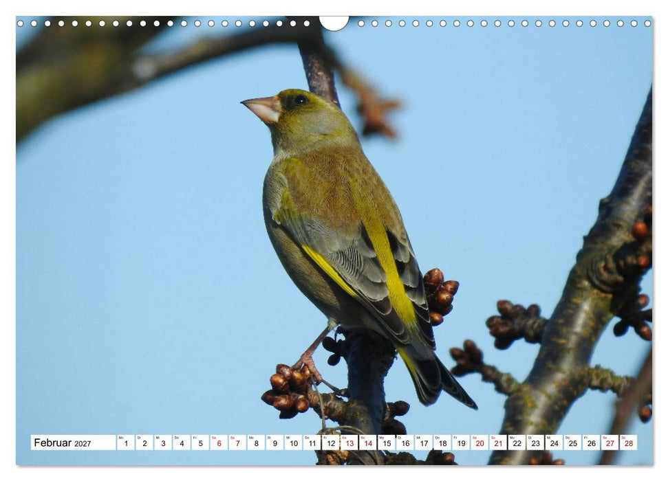 Vogelkalender (CALVENDO Wandkalender 2027)