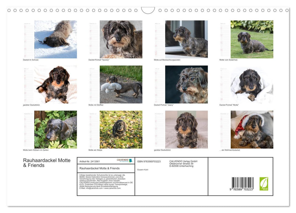 Rauhaardackel Motte & Friends (CALVENDO Wandkalender 2027)