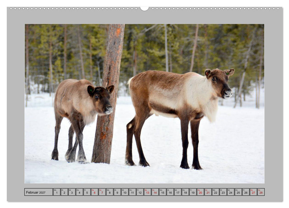 Rentiere im Hohen Norden (CALVENDO Premium Wandkalender 2027)