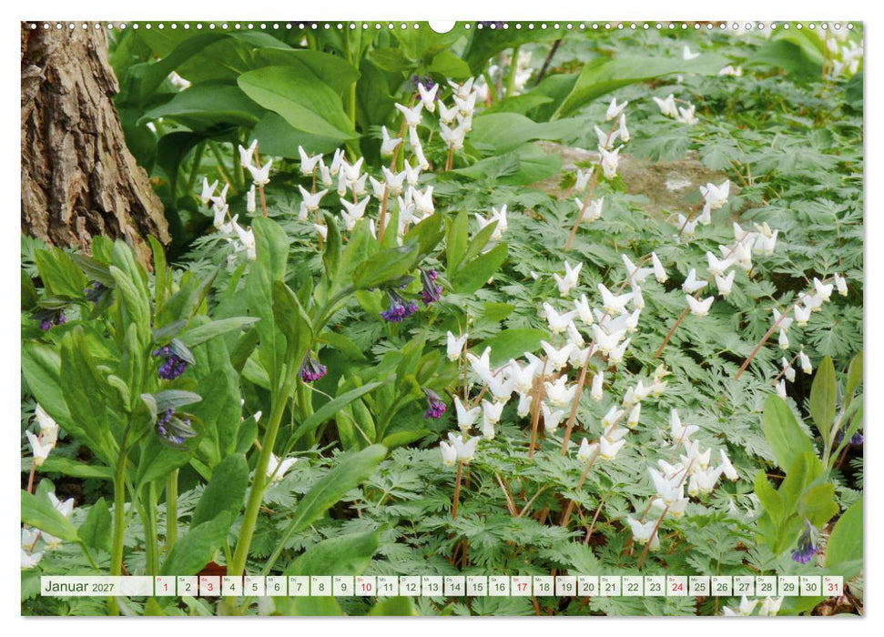 Wunderschöne Wildblumen (CALVENDO Premium Wandkalender 2027)