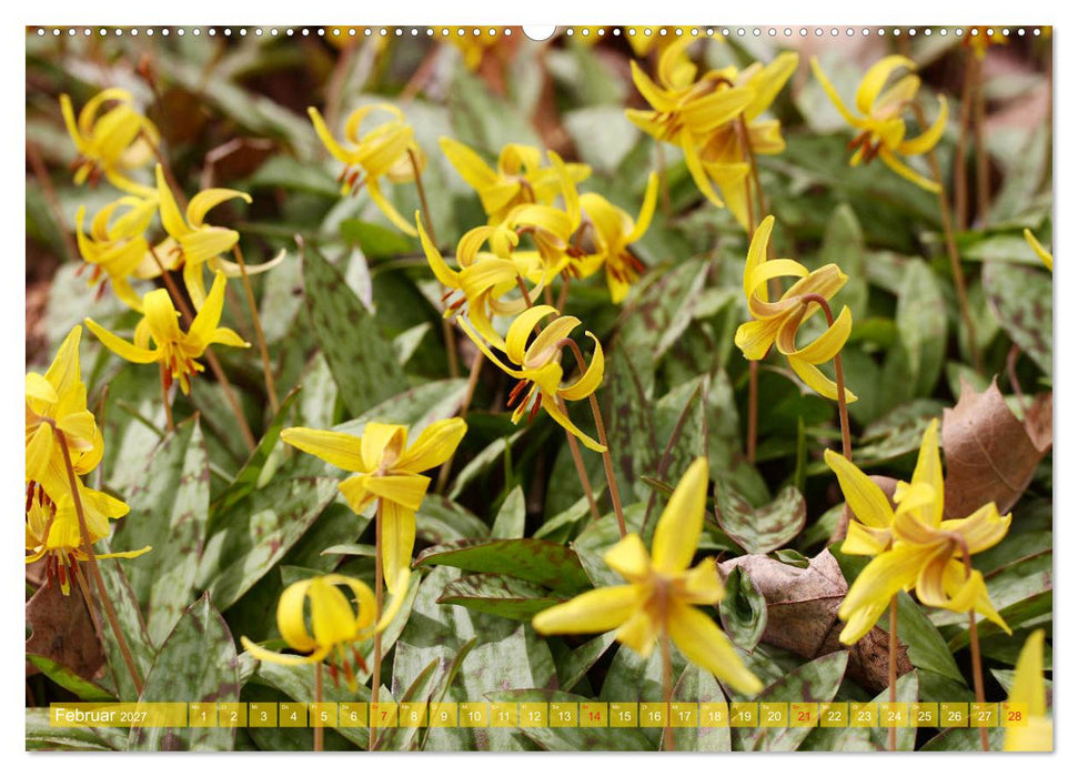 Wunderschöne Wildblumen (CALVENDO Premium Wandkalender 2027)
