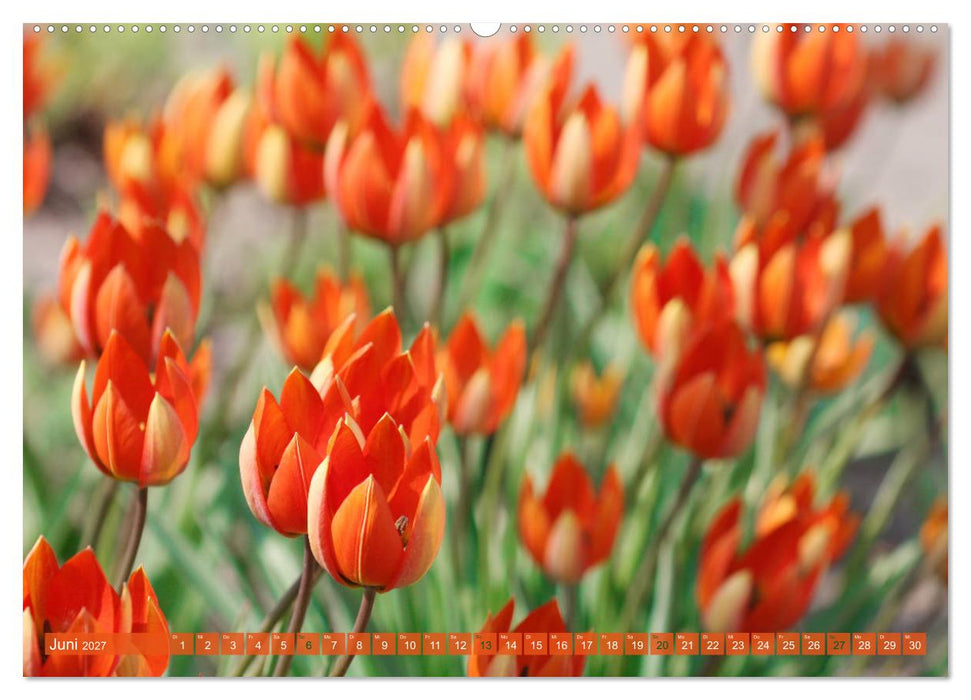 Wunderschöne Wildblumen (CALVENDO Premium Wandkalender 2027)