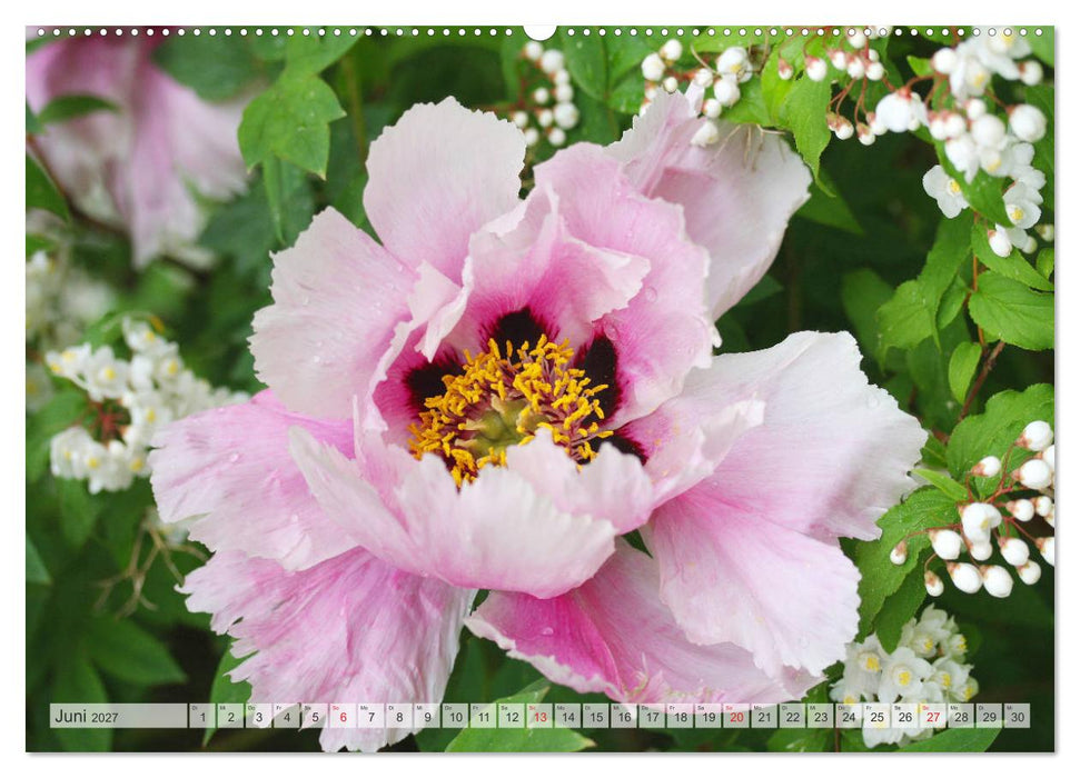 PFINGSTROSEN Rosen ohne Dornen (CALVENDO Wandkalender 2027)