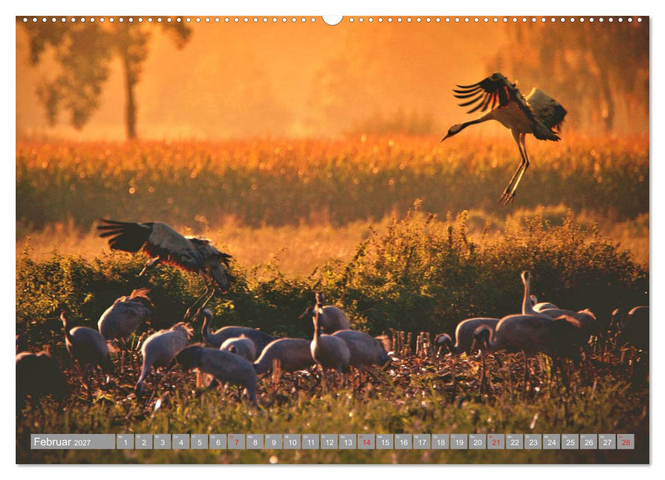KranichRomantik (CALVENDO Premium Wandkalender 2027)