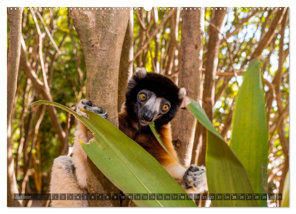 Tierisches Madagaskar (CALVENDO Premium Wandkalender 2027)