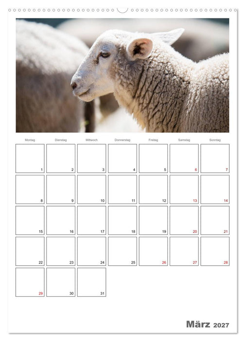 Schafe - 12 Monate in der Herde (CALVENDO Premium Wandkalender 2027)