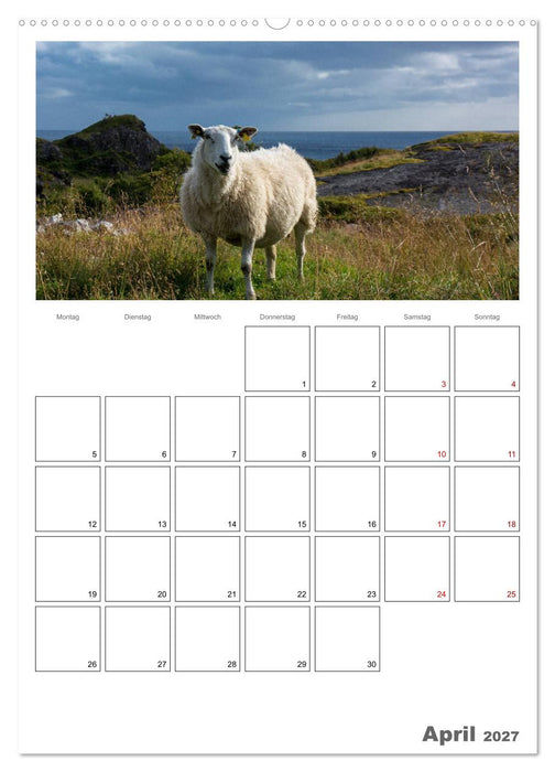 Schafe - 12 Monate in der Herde (CALVENDO Premium Wandkalender 2027)