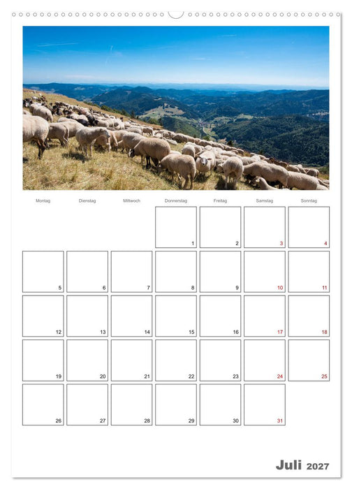 Schafe - 12 Monate in der Herde (CALVENDO Premium Wandkalender 2027)