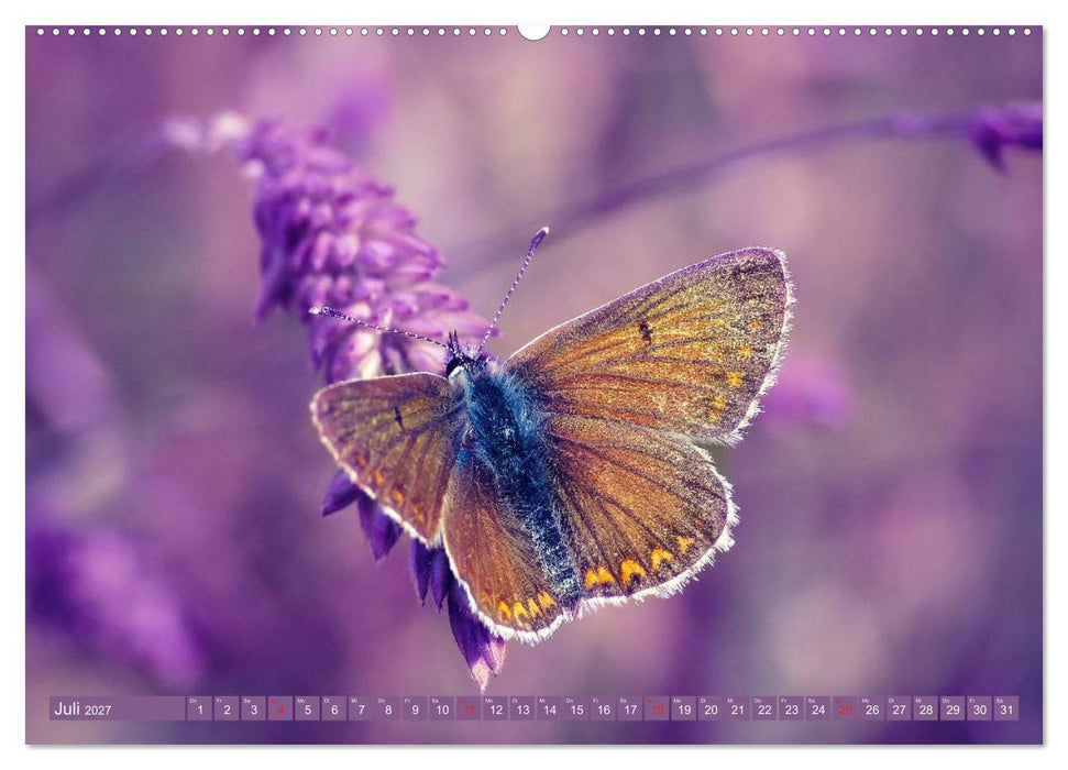 Schmetterlinge im Fokus (CALVENDO Premium Wandkalender 2027)