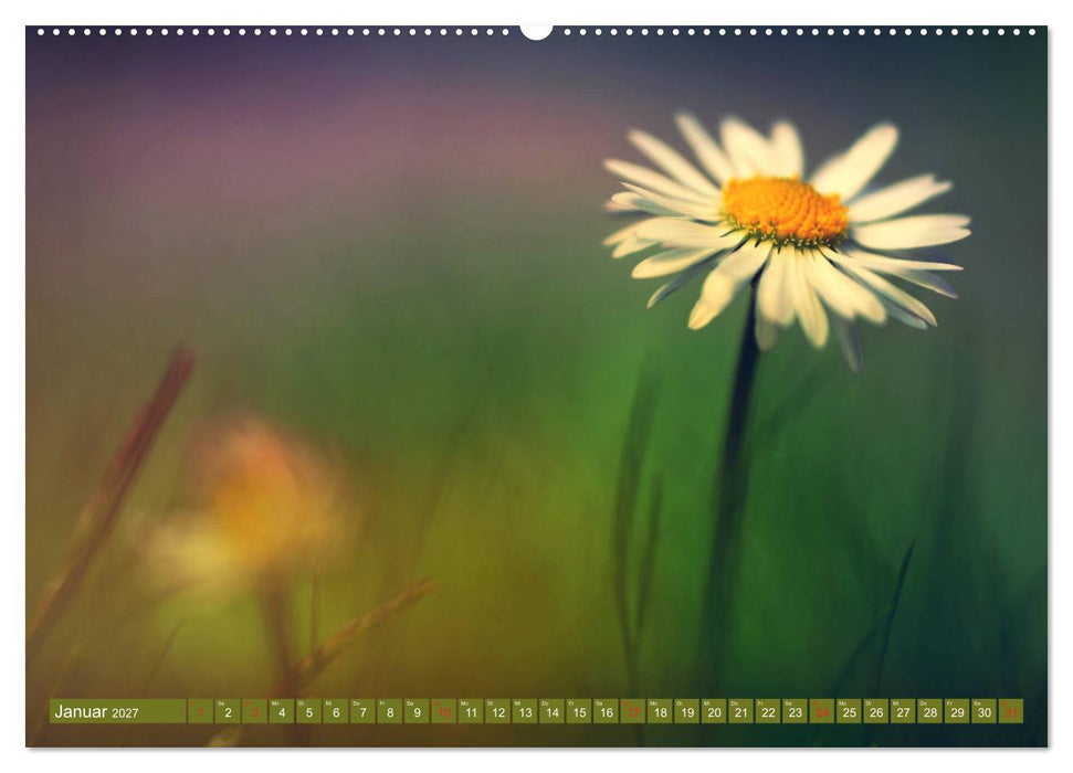 Gänseblümchen Poesie (CALVENDO Premium Wandkalender 2027)