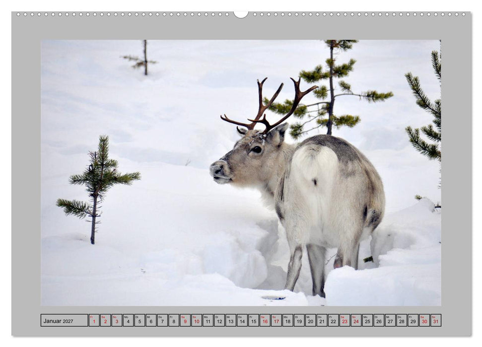 Rentiere im Hohen Norden (CALVENDO Wandkalender 2027)