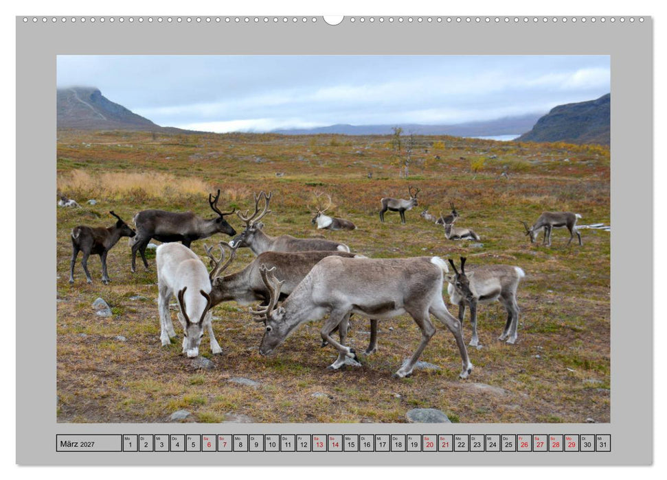 Rentiere im Hohen Norden (CALVENDO Wandkalender 2027)