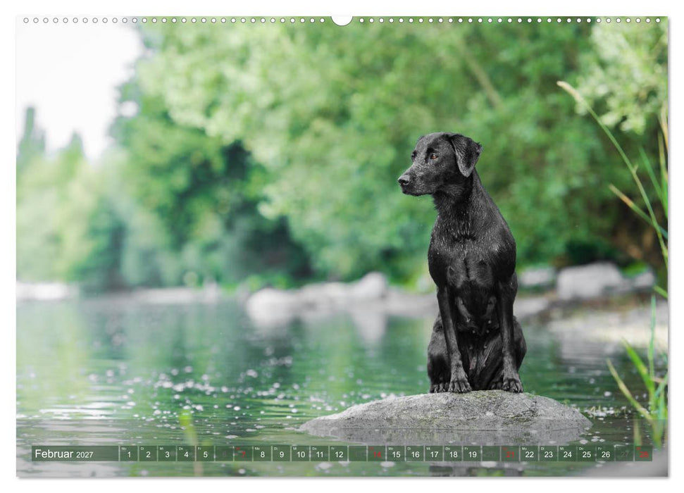 Labradore im Wasser (CALVENDO Premium Wandkalender 2027)