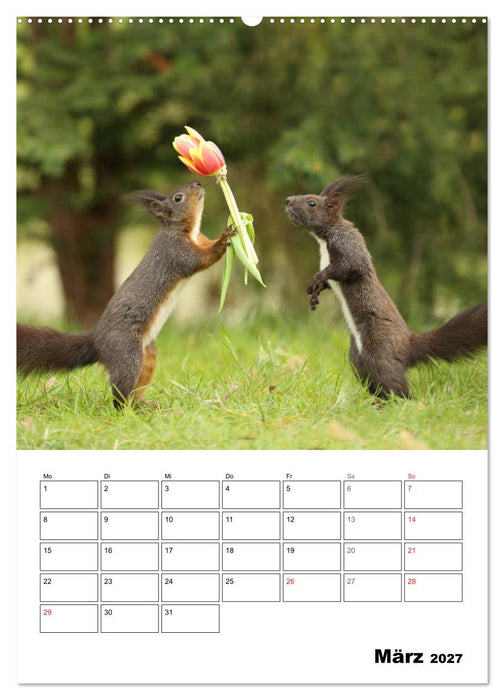 Die kleine Welt der Eichhörnchen in Regensburg (CALVENDO Wandkalender 2027)