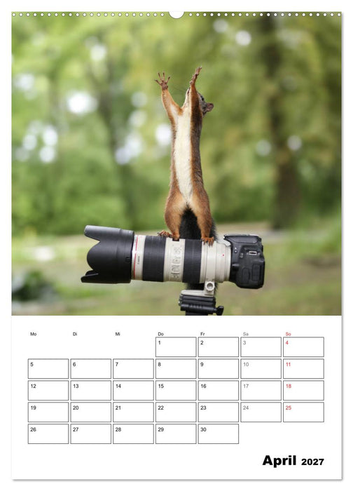Die kleine Welt der Eichhörnchen in Regensburg (CALVENDO Wandkalender 2027)