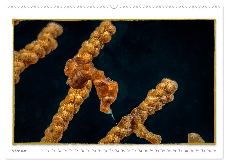 Pygmäenseepferdchen, kleines Pferd ganz groß (CALVENDO Wandkalender 2027)