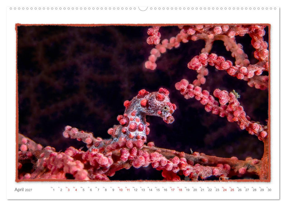 Pygmäenseepferdchen, kleines Pferd ganz groß (CALVENDO Wandkalender 2027)