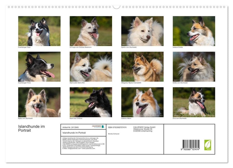 Islandhunde im Portrait (CALVENDO Premium Wandkalender 2027)